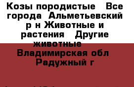 Козы породистые - Все города, Альметьевский р-н Животные и растения » Другие животные   . Владимирская обл.,Радужный г.